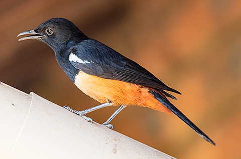 Mocking Cliff Chat